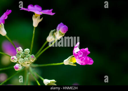 Knospen der Lavendel blüht im Sonnenlicht. Stockfoto