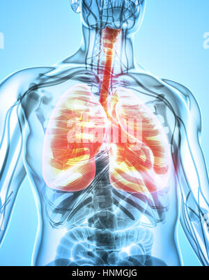 3D Darstellung der Lungen - Teil des menschlichen Bio. Stockfoto