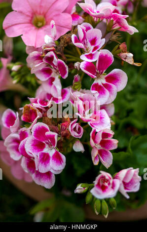 Nelke und Lilie Blumen. Stockfoto