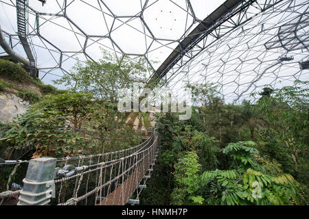 Die neue Hängebrücke innerhalb der Rainforest Biome, Eden Project. Stockfoto