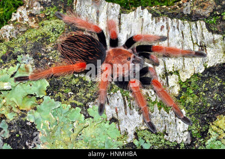 Mexikanische Fireleg-Tarantel (Brachypelma boehmei) 8 cm juvenil Stockfoto