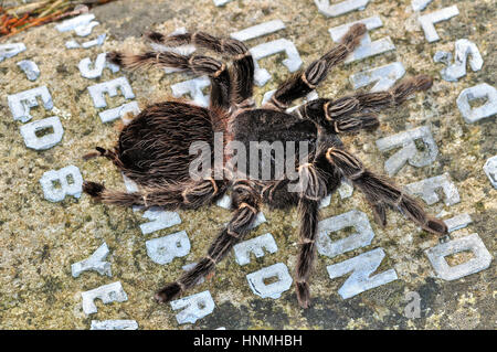 Brasilianische Lachs rosa Vogel Essen Spider (Lasiodora Parahybana) ruht auf einem Grabstein Stockfoto