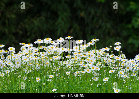 Grasgrün und Kamillen in der Natur Stockfoto