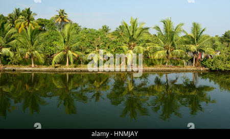 Indien, Bäume Coco Reflexion am hinteren Gewässer von Kerala Stockfoto