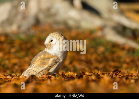 Schleiereule Tyto Alba (Captive), Blätter Erwachsenen weiblichen, ruht unter Buche, Hawk Conservancy Trust, Hampshire, UK im November. Stockfoto