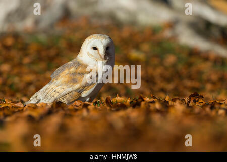 Schleiereule Tyto Alba (Captive), Blätter Erwachsenen weiblichen, ruht unter Buche, Hawk Conservancy Trust, Hampshire, UK im November. Stockfoto