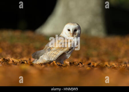 Schleiereule Tyto Alba (Captive), Blätter Erwachsenen weiblichen, ruht unter Buche, Hawk Conservancy Trust, Hampshire, UK im November. Stockfoto