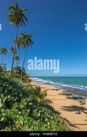 HOHE BÄUME PLAYA PINONES PALMENSTRAND LOIZA PUERTO RICO Stockfoto