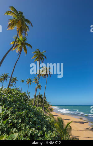 HOHE BÄUME PLAYA PINONES PALMENSTRAND LOIZA PUERTO RICO Stockfoto