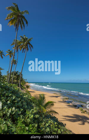 HOHE BÄUME PLAYA PINONES PALMENSTRAND LOIZA PUERTO RICO Stockfoto