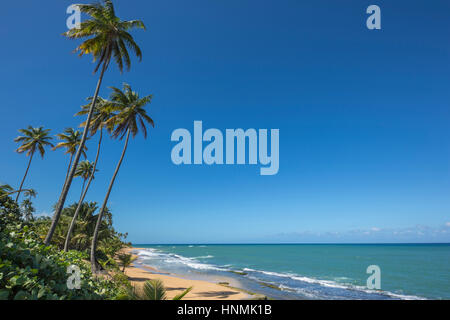 HOHE BÄUME PLAYA PINONES PALMENSTRAND LOIZA PUERTO RICO Stockfoto