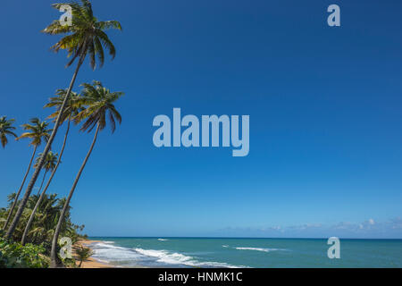 HOHE BÄUME PLAYA PINONES PALMENSTRAND LOIZA PUERTO RICO Stockfoto