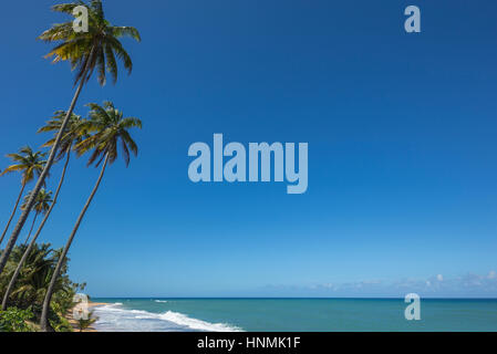 HOHE BÄUME PLAYA PINONES PALMENSTRAND LOIZA PUERTO RICO Stockfoto