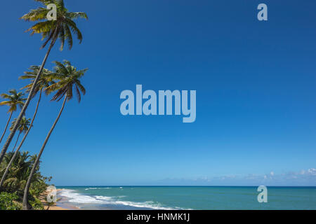 HOHE BÄUME PLAYA PINONES PALMENSTRAND LOIZA PUERTO RICO Stockfoto