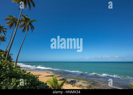 HOHE BÄUME PLAYA PINONES PALMENSTRAND LOIZA PUERTO RICO Stockfoto