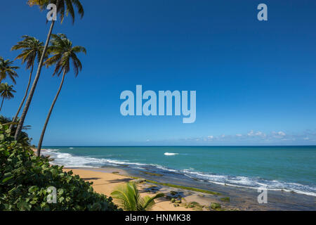 HOHE BÄUME PLAYA PINONES PALMENSTRAND LOIZA PUERTO RICO Stockfoto