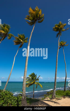 HOHE BÄUME PLAYA PINONES PALMENSTRAND LOIZA PUERTO RICO Stockfoto