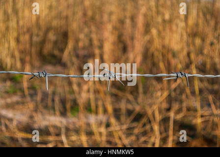 Closeup, Stacheldraht auf Unschärfe Wiese Hintergrund Stockfoto