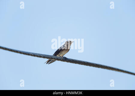 Grey-breasted Martin Progne Chalybea thront auf Drähten, Ecuasal Salinen, Salinas, Ecuador im April. Stockfoto