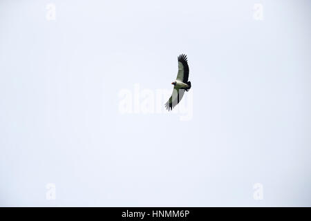 König Geier Sarcoramphus Papa, erwachsen, im Flug, Cerro Blanco Reserve, Guayaquil, Ecuador im April. Stockfoto