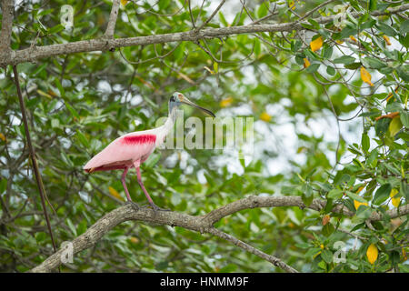 Rosige Löffler Platalea Ajaja, Erwachsene, thront im Baum Baldachin, Churute Mangroven Ecological Reserve, Ecuador im April. Stockfoto