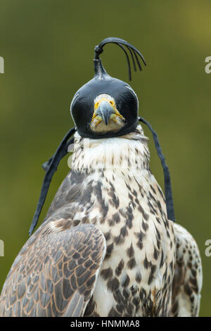 Saker Falcon Falco Cherrug (gefangen), Erwachsene weibliche, Haube, Hawk Conservancy Trust, Hampshire, UK im November 2016. Stockfoto