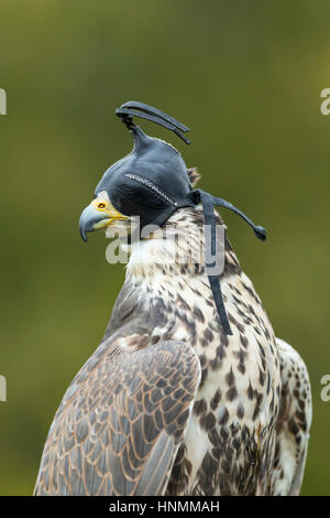 Saker Falcon Falco Cherrug (gefangen), Erwachsene weibliche, Haube, Hawk Conservancy Trust, Hampshire, UK im November 2016. Stockfoto