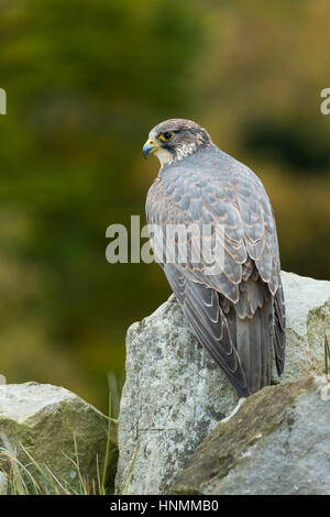 Saker Falcon Falco Cherrug (gefangen), Erwachsene weibliche, thront auf Felsen, Hawk Conservancy Trust, Hampshire, UK im November. Stockfoto