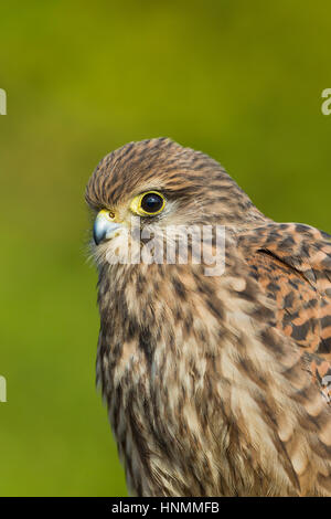 Turmfalken Falco Tinnunculus (Captive), juvenile, mit grünem Hintergrund, Hawk Conservancy Trust, Hampshire, UK im November. Stockfoto