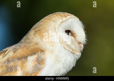 Schleiereule Tyto Alba (Captive), Erwachsene weibliche, Profil, Hawk Conservancy Trust, Hampshire, UK im November. Stockfoto