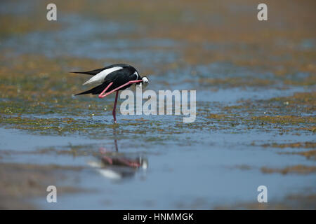Schwarzhals-Stelzenläufer Himantopus Mexicanus, Männchen, putzen, Ecuasal Salinen Salinas, Ecuador im April. Stockfoto