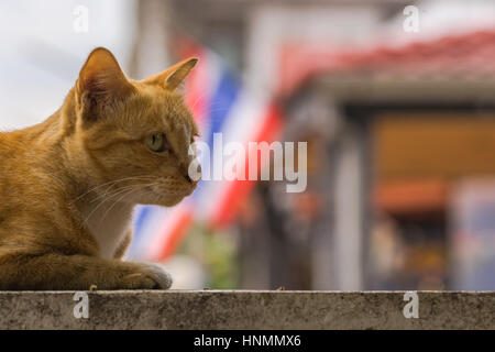 Das Porträt einer Katze, mit einem thailändischen Flagge im Hintergrund. Stockfoto