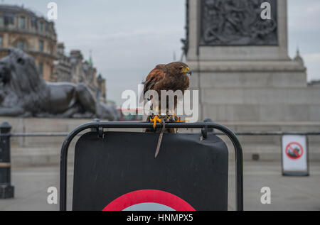 Trafalgar Square, London, UK. 14. Februar 2017. Ein Harris Hawk wird von einem Trainer auf dem Trafalgar Square heute Tauben aus den offenen Raum zu erschrecken eingesetzt. Bildnachweis: Malcolm Park Leitartikel/Alamy Live-Nachrichten Stockfoto