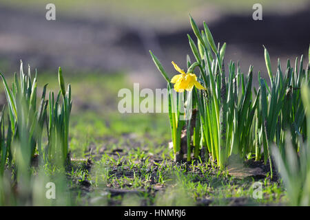 St James Park, London, UK. 14. Februar 2017. Großbritannien Wetter. Eine einzelne Narzisse blüht. Schönen Nachmittag im St. James Park. Bildnachweis: Matthew Chattle/Alamy Live-Nachrichten Stockfoto