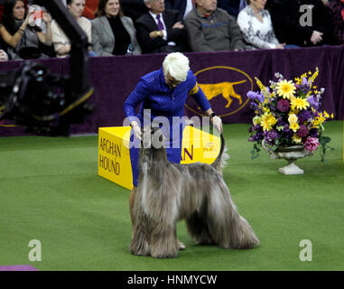 New York, Vereinigte Staaten von Amerika. 13. Februar 2017. Total CH Agha Djari Fifth Dimension von Sura, ein Afghanischer Windhund ist während des Wettkampfes in der Windhund Division bei der 141. jährlichen Westminster Dog Show im Madison Square Garden in New York City am 13. Februar 2017 vom Eigentümer gepflegt. Bildnachweis: Adam Stoltman/Alamy Live-Nachrichten Stockfoto