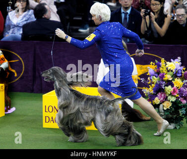 New York, Vereinigte Staaten von Amerika. 13. Februar 2017. Total CH Agha Djari Fifth Dimension von Sura, ein Afghanischer Windhund, während des Wettbewerbs in der Windhund Division bei der 141. jährlichen Westminster Dog Show im Madison Square Garden in New York City am 13. Februar 2017. Bildnachweis: Adam Stoltman/Alamy Live-Nachrichten Stockfoto