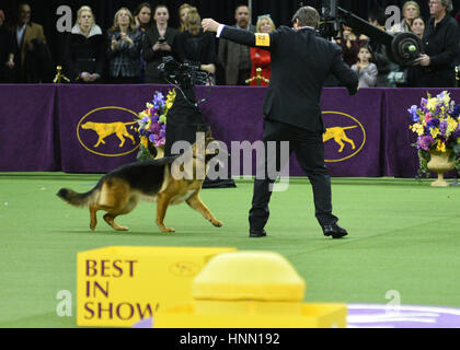 New York, USA. 14. Februar 2017. Eigentümer Kent Boyles Spaziergänge Schäferhund "Gerücht", wie sie Best in Show von der 141. jährlichen Westminster Kennel Club Dog Show im Madison Square Garden in New York gewinnt. Bildnachweis: Erik Pendzich/Alamy Live-Nachrichten Stockfoto