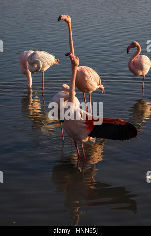 Hochzeitliche Parade von Flamingos in der Camargue. Öffnen ihre Flügel zu zeigen, ihre leuchtenden Farben als ein Zeichen von guter Gesundheit. Park Vogelwarte de pont Stockfoto