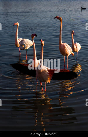Hochzeitliche Parade von Flamingos in der Camargue. Öffnen ihre Flügel zu zeigen, ihre leuchtenden Farben als ein Zeichen von guter Gesundheit. Park Vogelwarte de pont Stockfoto