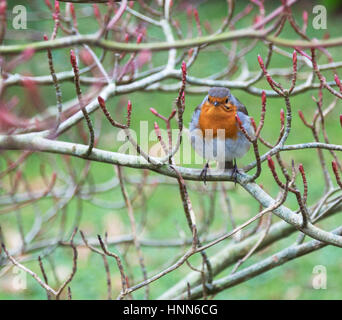 Eine einsame Robin thront auf einem angehenden Busch Stockfoto