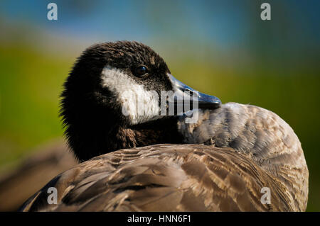 Kanada-Gans Kurven den Hals in den Rücken an einem sonnigen Tag. Stockfoto