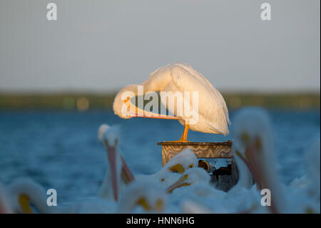 Ein amerikanischer weißer Pelikan reinigt seine Federn in der späten Abend Sonne stehend auf einer Holzkiste in einem Schwarm Pelikane. Stockfoto