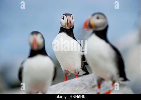 Ein Trio von Papageitaucher stehen auf einem Felsvorsprung in weiches Licht mit einem blauen Hintergrund. Stockfoto