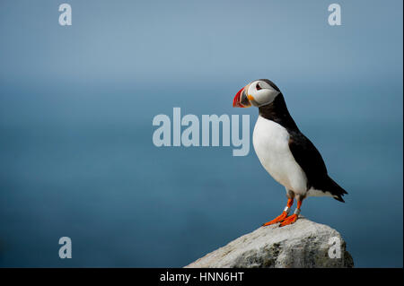 Ein einsamer Papageitaucher steht auf einem Felsen vor dem Atlantischen Ozean an einem sonnigen Tag. Stockfoto