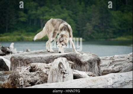 Husky springen über meldet sich im Rialto Beach, Mora, Washington State, USA Stockfoto