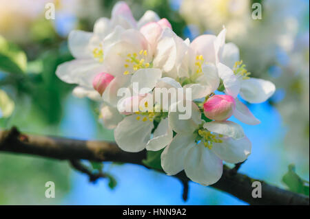 Blühende Apfelbäume in einem Frühlingsgarten Stockfoto