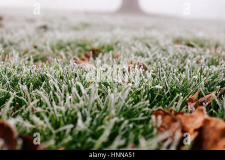 Schuss der Frost auf dem Rasen und Blätter an einem kalten, nebligen Morgen in Broomfield Park, London hautnah Stockfoto