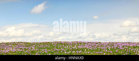 Bereich der wilden Violette Krokusse mit Himmel und Wolken im Hintergrund Stockfoto