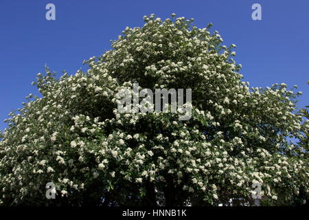 Sorbus intermedia schwedische Mehlbeere weiße Blüten Stockfoto