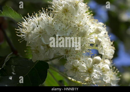 Sorbus intermedia schwedische Mehlbeere Stockfoto